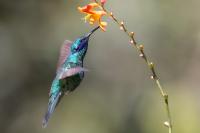 Colibri coruscans