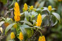 ECUADOR -FLOWERS