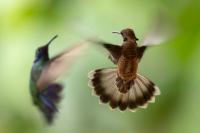 ECUADOR-FAUNA