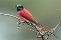 ETHIOPIA FAUNA