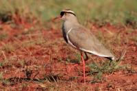 Vanellus coronatus