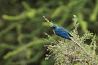 Lamprotornis regius