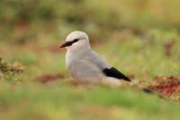 Zavattariornis stresemanni