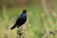 Lamprotornis purpuroptera