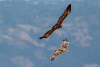 Aquila nipalensis