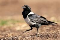 Corvus albus