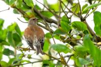 Carduelis cannabina