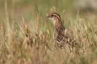 Coturnix coturnix