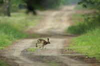 European hare