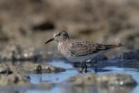 Calidris temminckii 