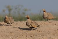 Pterocles orientalis