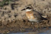 Charadrius leschenaultii