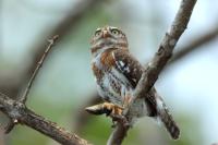 Glaucidium siju