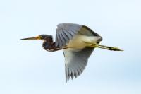 Egretta tricolor