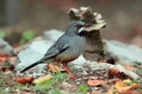 Turdus plumbeus