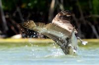 Pelecanus occidentalis