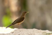 Turdus grayi