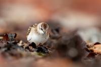 Calidris minuta