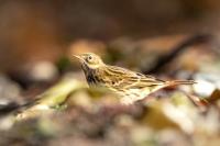 Anthus pratensis