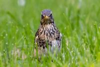 Turdus pilaris