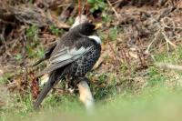 Turdus torquatus