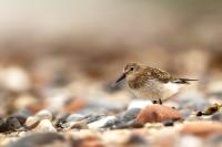 Calidris alpina