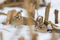 Emberiza calandra