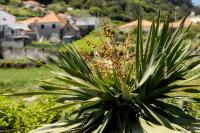 Madeira flora