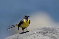 Madeira fauna