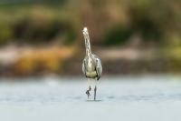 Ardea cinerea