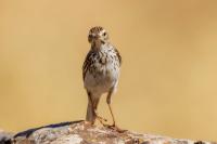 Anthus berthelotii