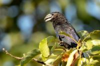 Dominican Republic-FAUNA