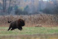 European bison