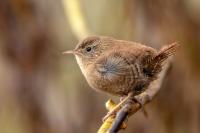 Troglodytes troglodytes