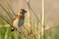 Saxicola rubetra