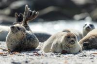 Harbor seal