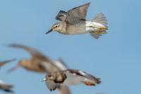 Calidris canutus