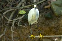 Egretta thula