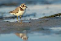 Charadrius hiaticula