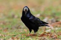 Corvus frugilegus