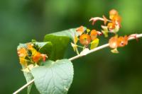 Dominican Republic  FLORA