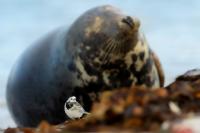 Motacilla alba