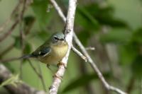 Setophaga caerulescens