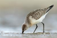 Calidris ferruginea