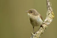 Phylloscopus collybita