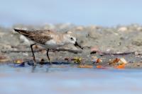 Calidris pusilla      