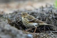 Anthus trivialis