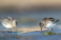 Calidris falcinellus