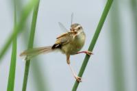 Prinia inornata