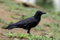 Corvus macrorhynchos